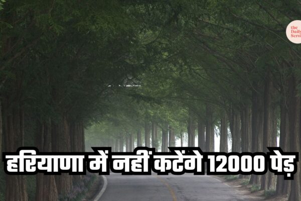 Punjab Haryana High Court stops tree cutting in Rohtak Sector 6 forest area