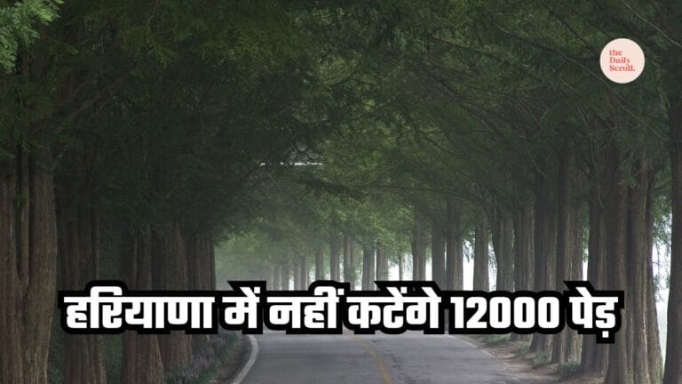 Punjab Haryana High Court stops tree cutting in Rohtak Sector 6 forest area