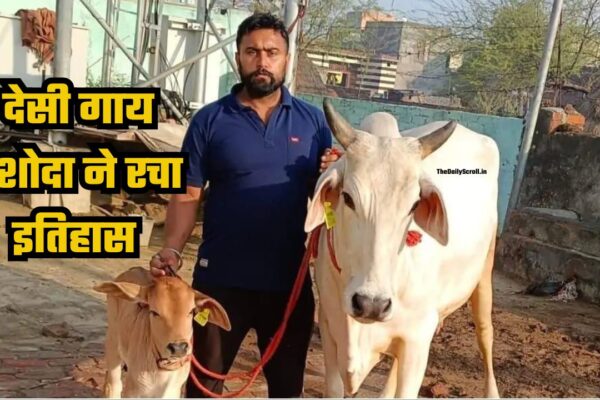 कैथल की देसी गाय यशोदा ने रचा इतिहास