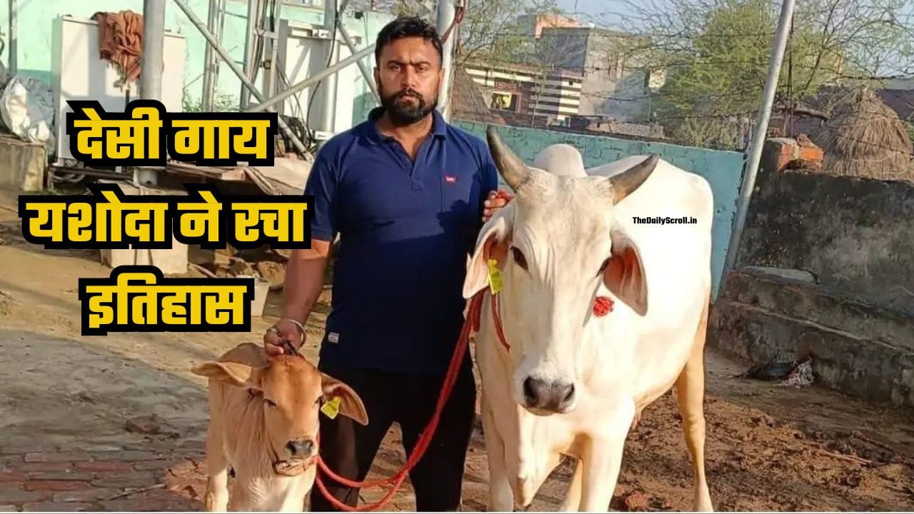 कैथल की देसी गाय यशोदा ने रचा इतिहास